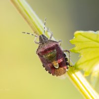 Клоп щитник ягодный :: Александр Синдерёв