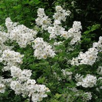 Цветет Шиповник многоцветковый :: Рита Симонова