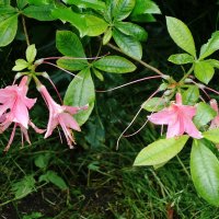 Рододендрон розовый :: Рита Симонова