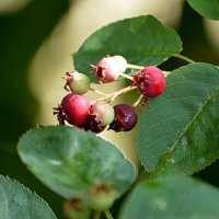 Ирга или коринка по-народному :: Татьяна Лютаева