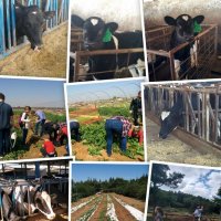 Сельская жизнь :: Светлана Хращевская