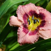 После дождя.... :: Надежда Куркина 