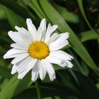 Летняя красавица :: Светлана 