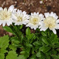 В шеренгу становись! :: Светлана 