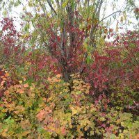 Осень :: Anna Ivanova Осень :: Anna Ivanova