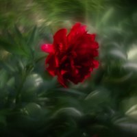 Пион :: Юрий 