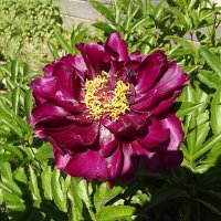 Пион :: Freddy 97