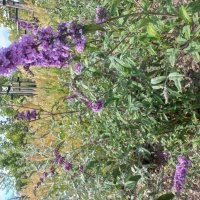 Цветы :: Svetlana 