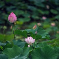 Лотосы в парке :: Дмитрий 