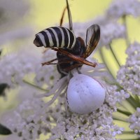 Цветочный  паук :: Геннадий Супрун