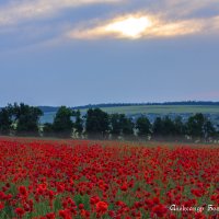 маки Ставрополья :: Александр Богатырёв