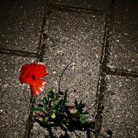 Летние этюды 47 :: Алексей Кузнецов