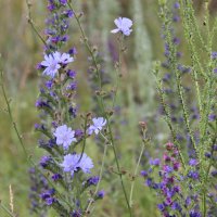 Лето. :: Венера Чуйкова