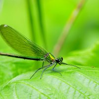 в последний день июня 8 :: Александр Прокудин
