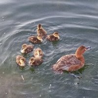 Красноголовый нырок :: Сапсан 