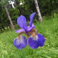 Ирис :: Сапсан 