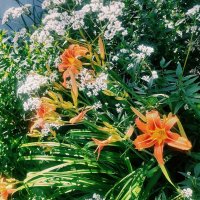 Июль :: Георгиевич 