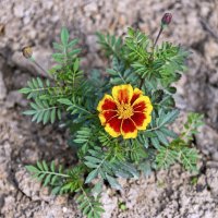 Красава :: Валерий Иванович