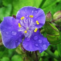 После дождя :: Людмила Смородинская