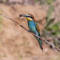 щурки. :: юрий макаров щурки. :: юрий макаров