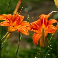 Утренний поцелуй :: Юрий. Шмаков