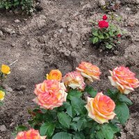 И пусть погода не летняя, а розы цветут! :: Ольга 