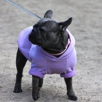 Москва. Парад французских бульдогов в усадьбе «Воронцово». :: Наташа ***** Москва. Парад французских бульдогов в усадьбе «Воронцово». :: Наташа *****