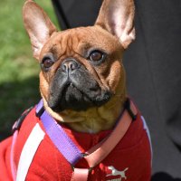 Москва. Парад французских бульдогов в усадьбе «Воронцово». :: Наташа *****