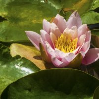 Бледно розовая лилия :: Валентин Семчишин