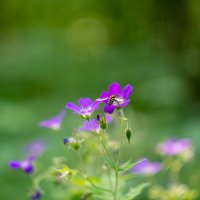 ___ :: Yuriy V ___ :: Yuriy V