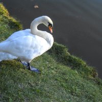 Лебеди  Гагаринского  парка :: Валентин Семчишин