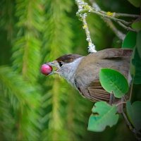 ягодное настроение... :: Andrey Bragin 