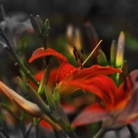 Лилейник и дождь :: Юрий Гайворонскiий