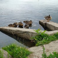 Кумушки на Большом Качаловском пруду,,,) :: Анатолий Колосов Кумушки на Большом Качаловском пруду,,,) :: Анатолий Колосов