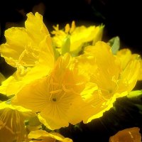 Солнечные :: Елена Семигина