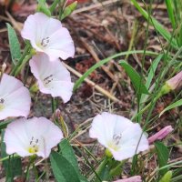 ,,, :: Сергей Тимоновский