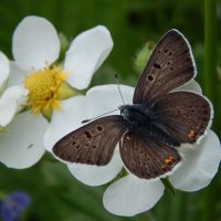 Клубничный этюд :: Александр Ковальчук