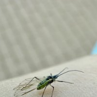 Неведомая зверушка :: mvictoriya 