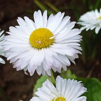 Маргаритки :: Светлана Кузнецова