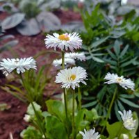 Маргаритки :: Светлана Кузнецова