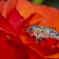 Долгоносик... :: Александр Посошенко Долгоносик... :: Александр Посошенко