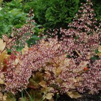 Гейхера :: Рита Симонова