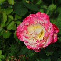 *** :: Светлана 