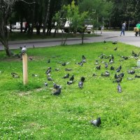 Московские будни. :: Ольга Довженко