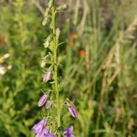 Колокольчик,но не голубой. :: сергей ермошкин