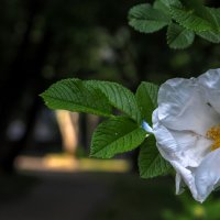 Природа в Городе :: юрий поляков