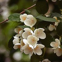 Жасмин :: Владимир Кроливец