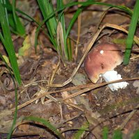 Сыроежка :: Сергей П.