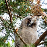 Ты кто такой. :: Олег Чернышев