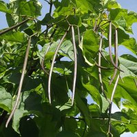 Стручки катальпы :: Freddy 97